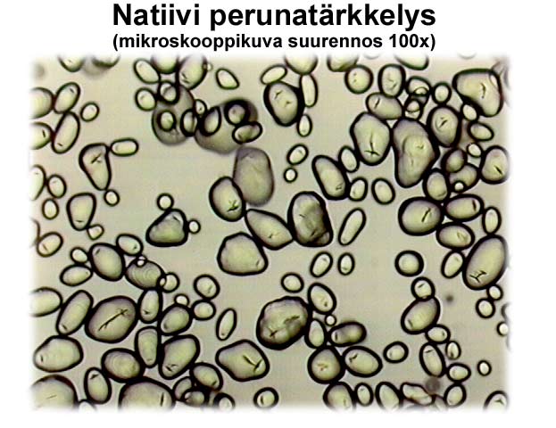 Natiivi perunatärkkelys (mikroskooppikuva) (Ciba Specialty Chemicals)